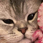 Gato man