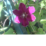 robux for ava