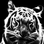 Toxictiger27 fan club
