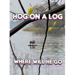 HOG ON A LOG