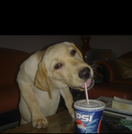PEPSI DOG