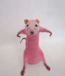 RÆTZ