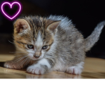 Wir_lieben_katzen gruppe