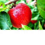apel MART