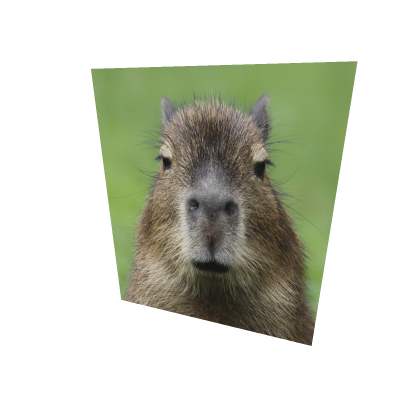 capybara poster