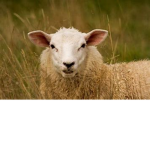Sheepy and someone and the chosen one
