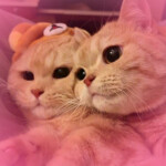 ʕ ̳• · • ̳ʔ