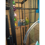 Support the birds