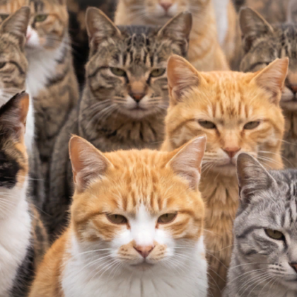 Staring Cat Army Meme Background Kitty Crowd Funny