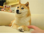 doge builders