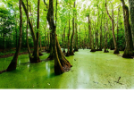 Swamp Infection.