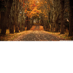 _ Autumn Leaves _