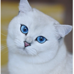 Kitten Peeps