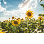 sunflower_boba