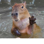 All Capybaras Slay
