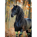 Horse Lovers Group