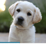 WillHaveADog