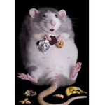 Rat's Overweight Children
