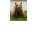 BiBi Bear Fan Club <3