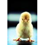 mad chickens c;