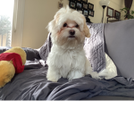 DOGGYkittyMANman