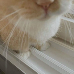 ฅ’ω’ฅ