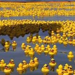 ducks are raiding the castle!!!!!!! icon