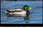 DAH DUCKS!