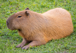 The Capybara Group :3