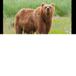 The bears club giveaway