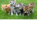 Girls and Boys club Cats