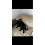 Black cat ;)