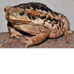 Bad cururus :>