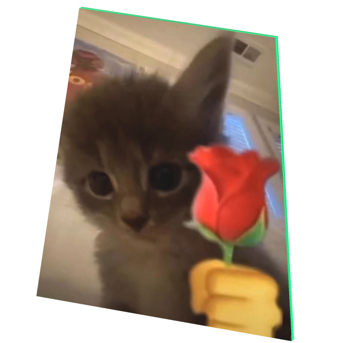 cute cat holding rose cape