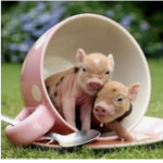 PIGGY SQUADX