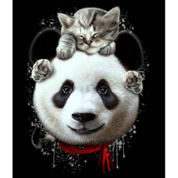 Panda And Kitty Group's Place Number: 1