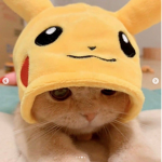Adorable kittys group