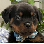 We love rottweilers