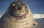 Chill seal