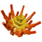 Ember Lily produce