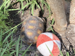 TURTLE PLAYZ 123