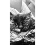 kittyscloset