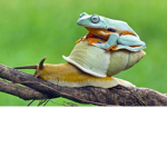 mine cute frogs