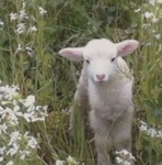 lambs.