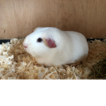 GUNIEA PIG