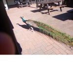 I like peacocks group