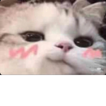 Meowciety