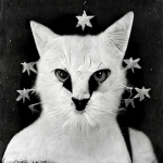starlight ∵