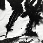-*+Black Swans+*-