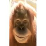 Mama_monkey_cookie